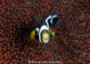 baby
Nikon D200, 105 micro, twuin strobo
Lembeh strait by Marchione Giacomo 